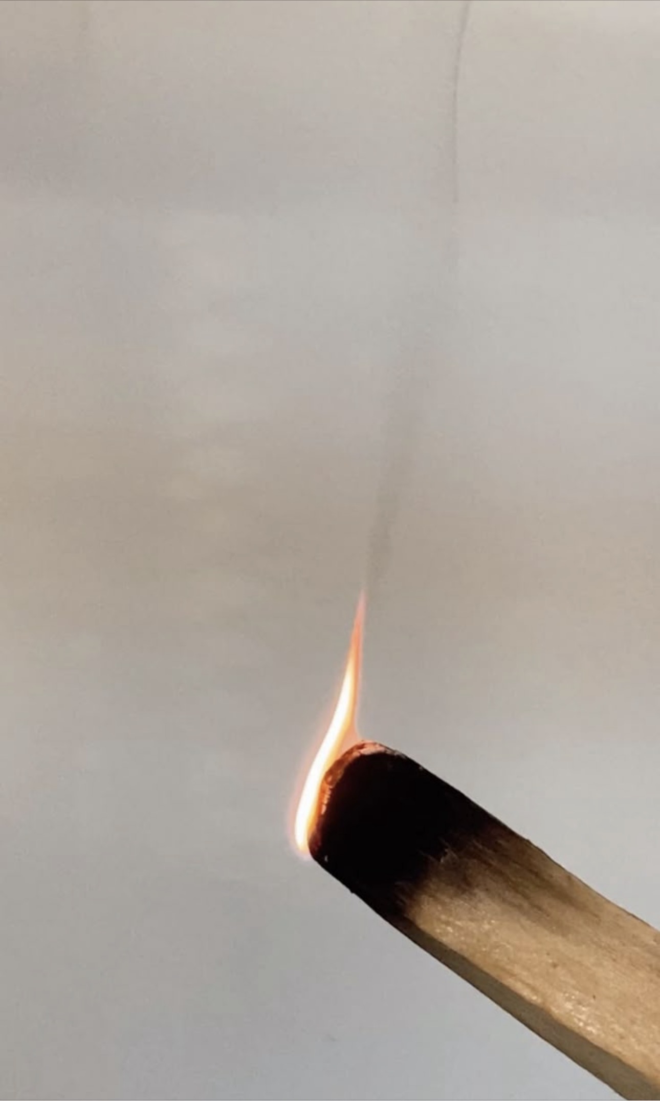 Palo Santo (madera sagrada)
